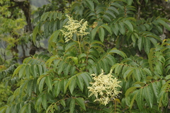 Meliosma pinnata subsp. pinnata